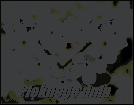 Niezapominajki pięknego dnia